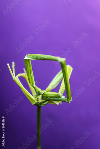 twisted blade of grass on a lilac background