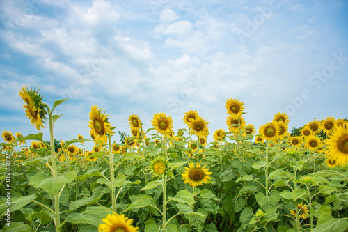 Sunflower field against a light sky background with clouds.