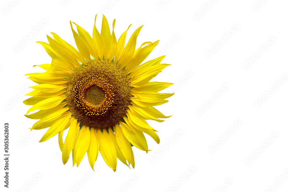 Fototapeta premium Sunflower isolated on white background