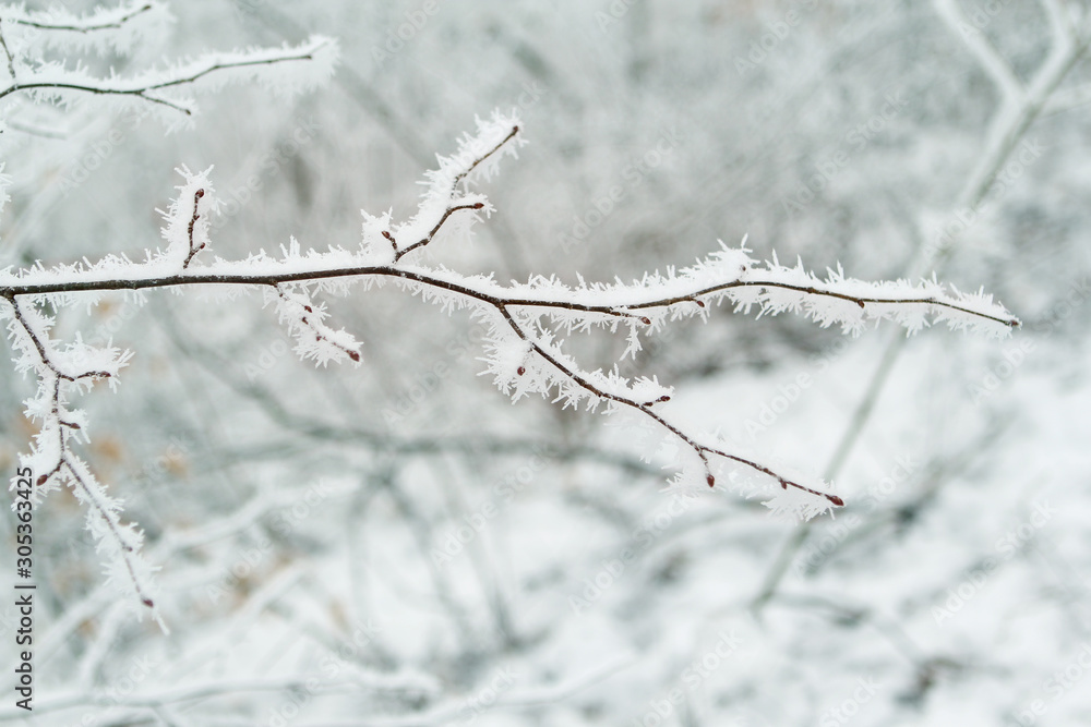 beautiful tree branch, covered with white, sharp needles of hoarfrost on a background of a winter landscape, concept seasonal, weather, first frost, horizontal, close-up