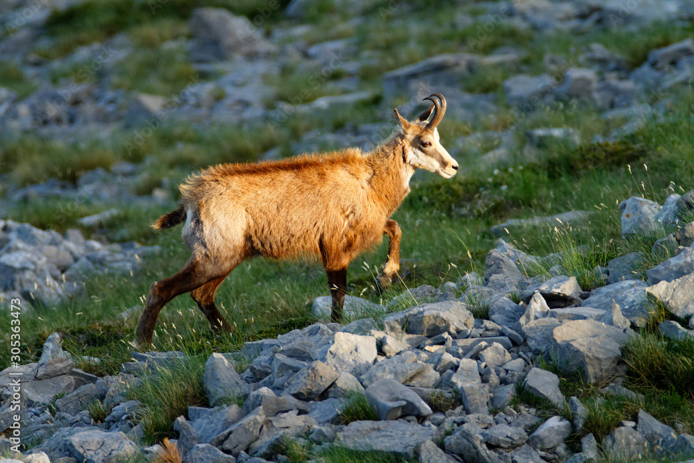 Chamois in Biokovo nature park, Croatia Chamois in Biokovo nature park, Croatia
