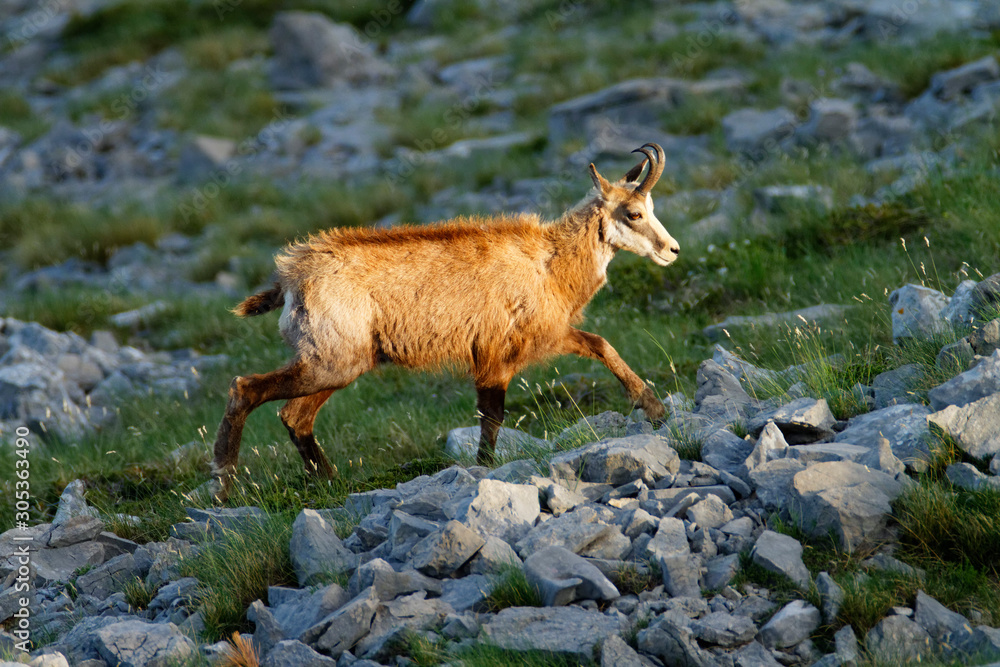 Chamois in Biokovo nature park, Croatia Chamois in Biokovo nature park, Croatia