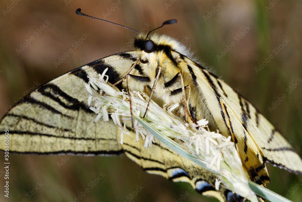 The scarce swallowtail butterfly from Biokovo nature park, Croatia The scarce swallowtail butterfly from Biokovo nature park, Croatia