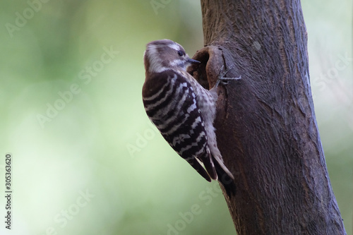 wild bird pigmy woodpecker on tree © Matthewadobe