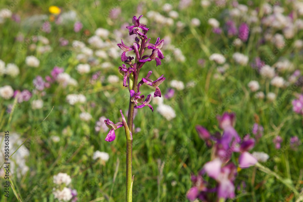 Orchids on the grassland in Biokovo nature park, Croatia Orchids on the grassland in Biokovo nature park, Croatia