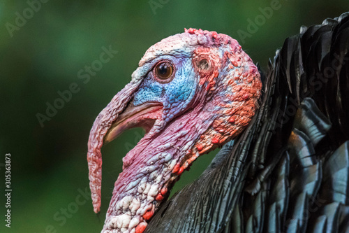 Male wild turkey profile head shot portrait.