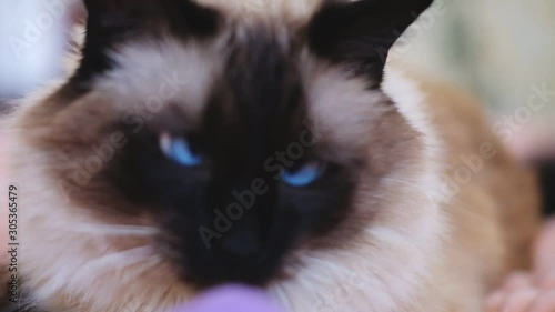 cute balinese siamese cat pet close up face with blue eyes, eye.