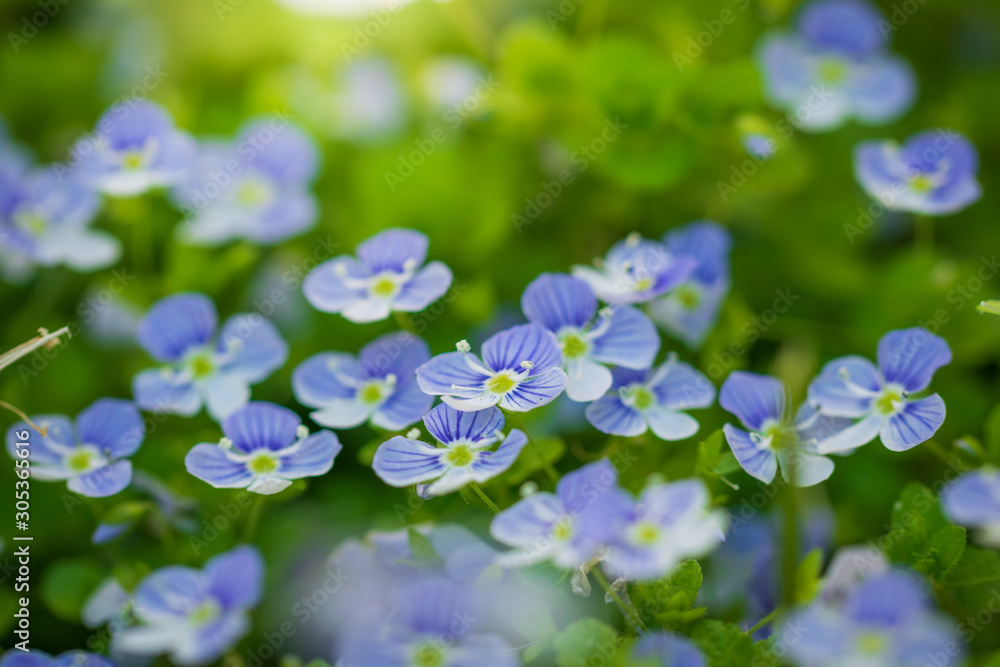 Blue flowers Veronica speedwell closeup Blue flowers Veronica speedwell closeup