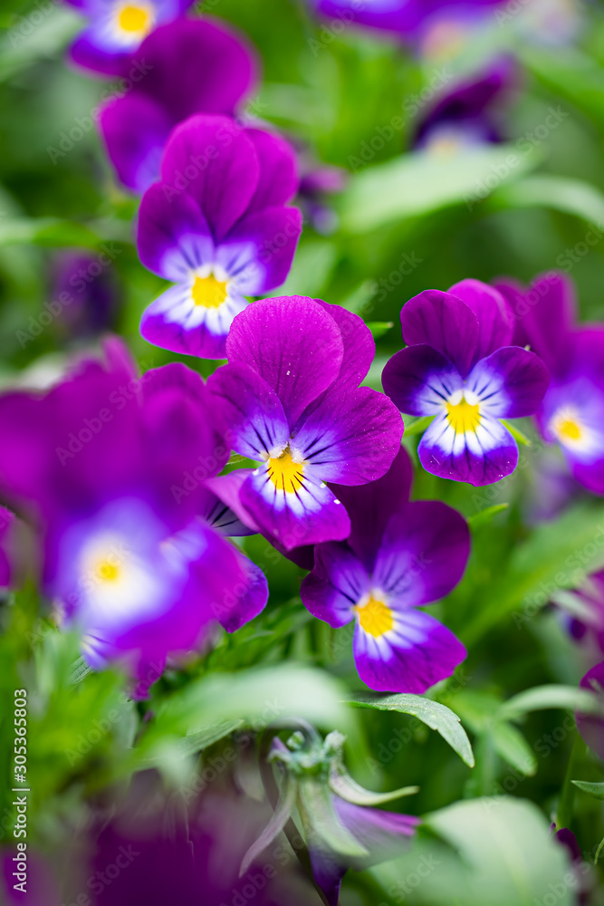 Purple violet flowers close-up. Purple violet flowers close-up.