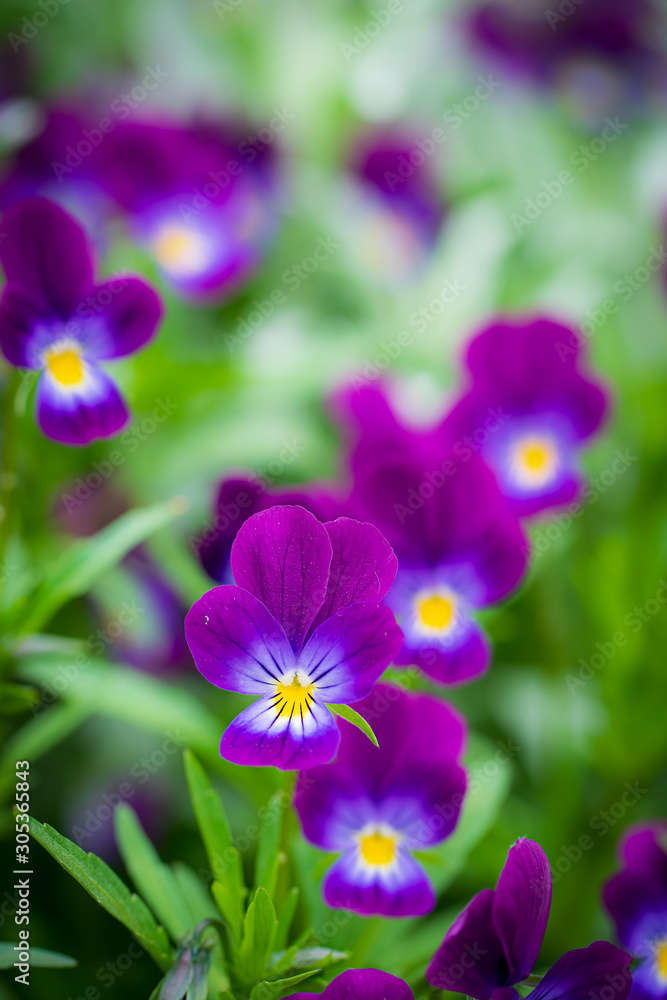 Fototapeta premium Purple violet flowers close-up.