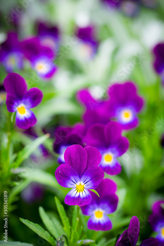 Purple violet flowers close-up.