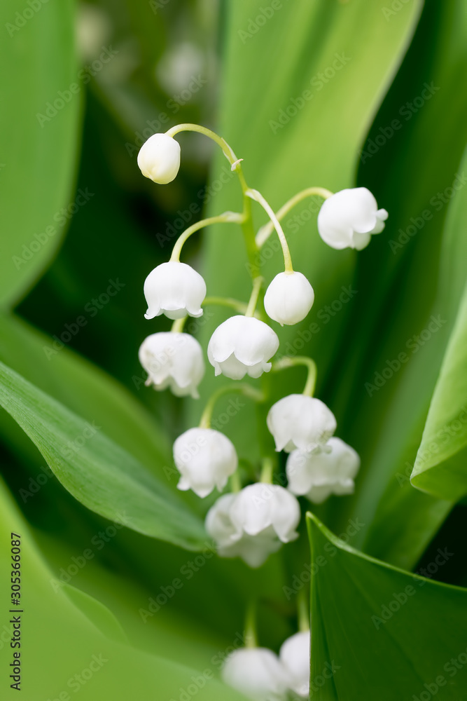Spring flower lily of the valley close-up Spring flower lily of the valley close-up
