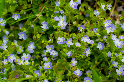 Blue flowers Veronica speedwell closeup photo