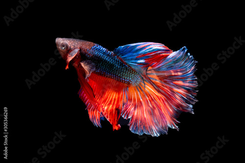 The Photo of Beautiful moving moment  of siam Red Blue Orange Half Moon  Betta fish in Thailand on Black Background.