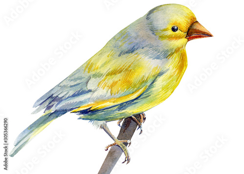 beautiful yellow bird on isolated white background, watercolor illustration