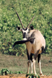 The Thompson Gazelles of Ngorongoro Crater