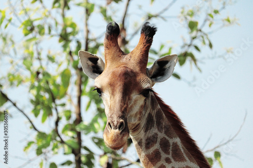 Single adult giraffe in the Bangladesh.