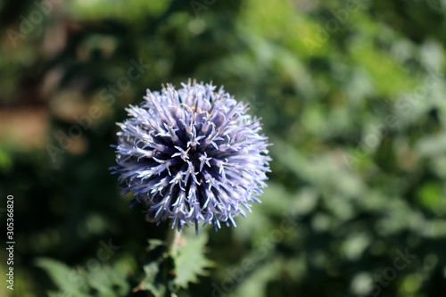 Echinops growing on a sunny day in organic garden. They have spiny foliage and produce blue or white spherical flower heads. Medicinal plant.