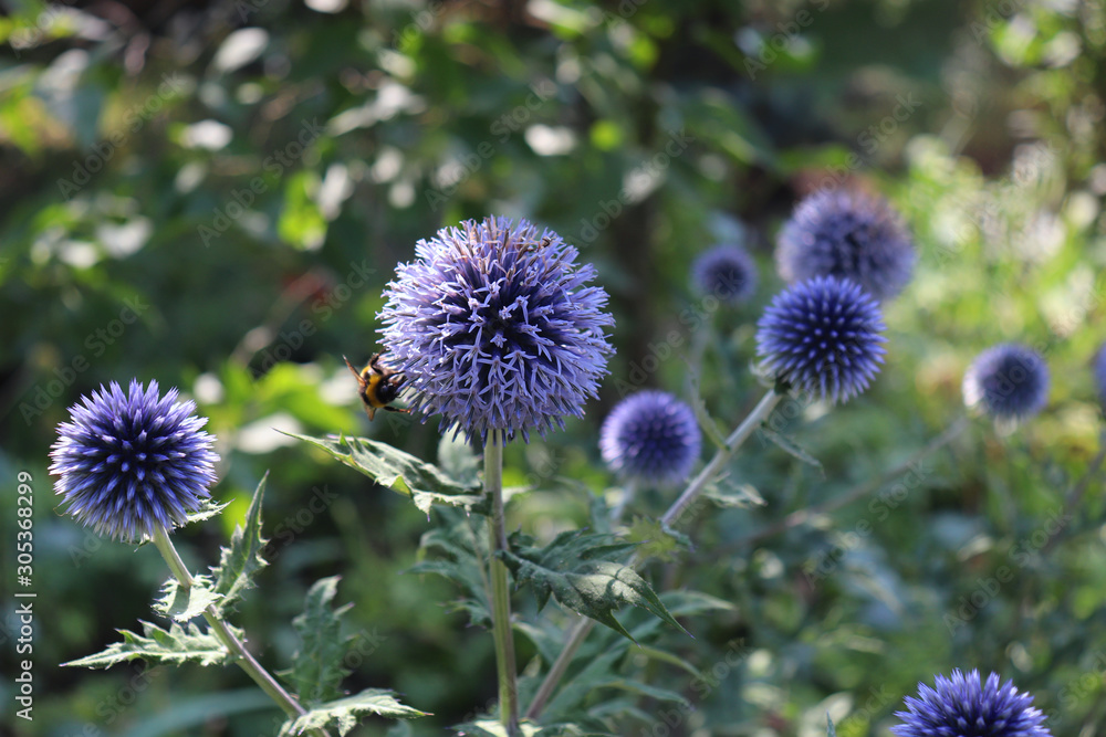 Echinops growing on a sunny day in organic garden. They have spiny foliage and produce blue or white spherical flower heads. Medicinal plant. Echinops growing on a sunny day in organic garden. They have spiny foliage and produce blue or white spherical flower heads. Medicinal plant.
