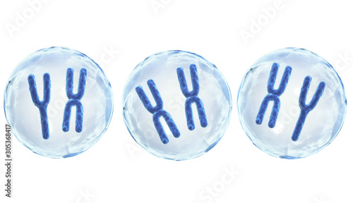 Tableau sur toile X and Y chromosomes in cell