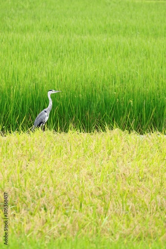 grey heron standing in field
