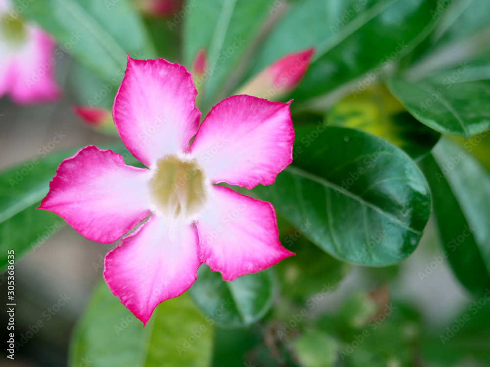 Close up, Beautiful pink flower background texture Close up, Beautiful pink flower background texture