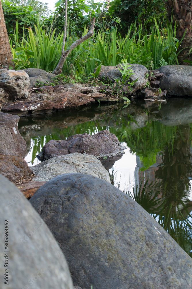 stream in the forest