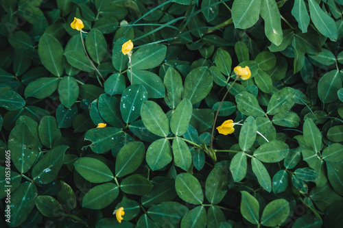 background of green leaves and yellow wildflowers