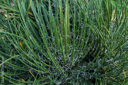 Agave geminiflora or twin flowered agave
