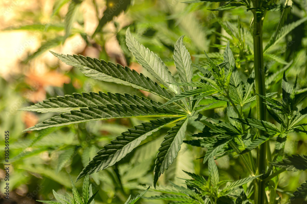 cannabis bushes close up green leaves grow cannabis bushes close up green leaves grow
