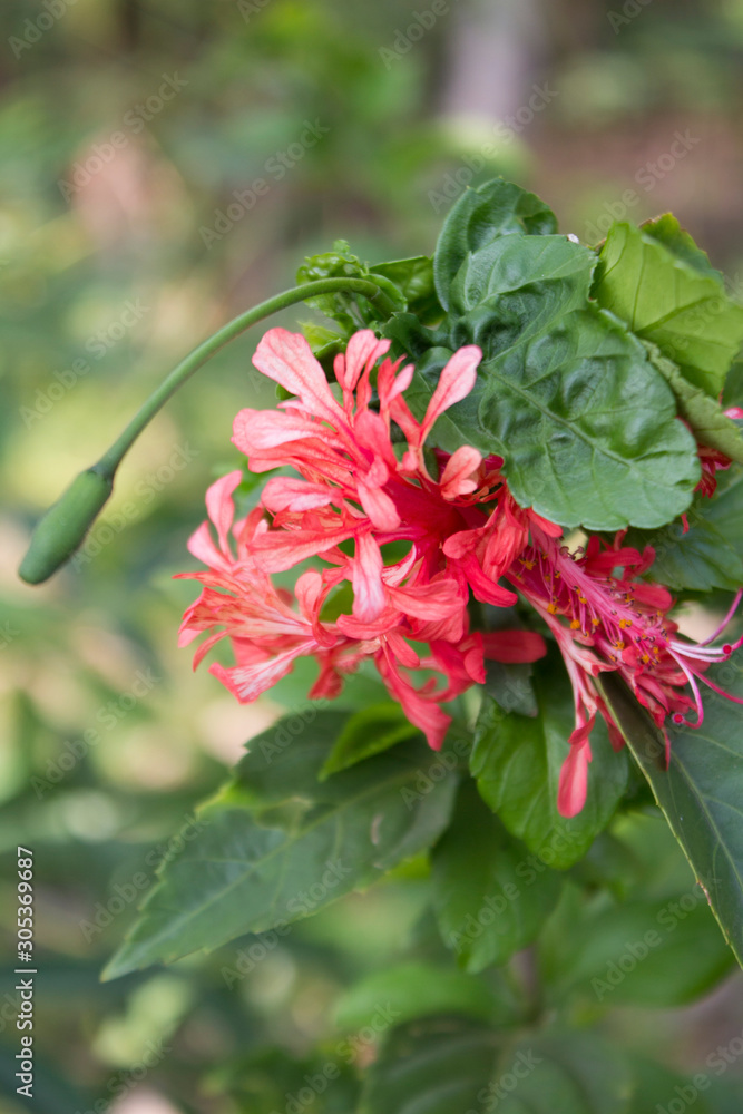 (Dyer) Hook.f. Hibiscus schizopetalus (Dyer) Hook.f. Hibiscus schizopetalus