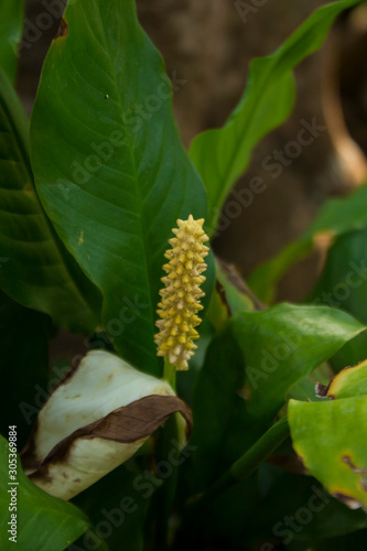 Spathiphyllum cochlearispathum,  Peace Lily. © reksitawardani