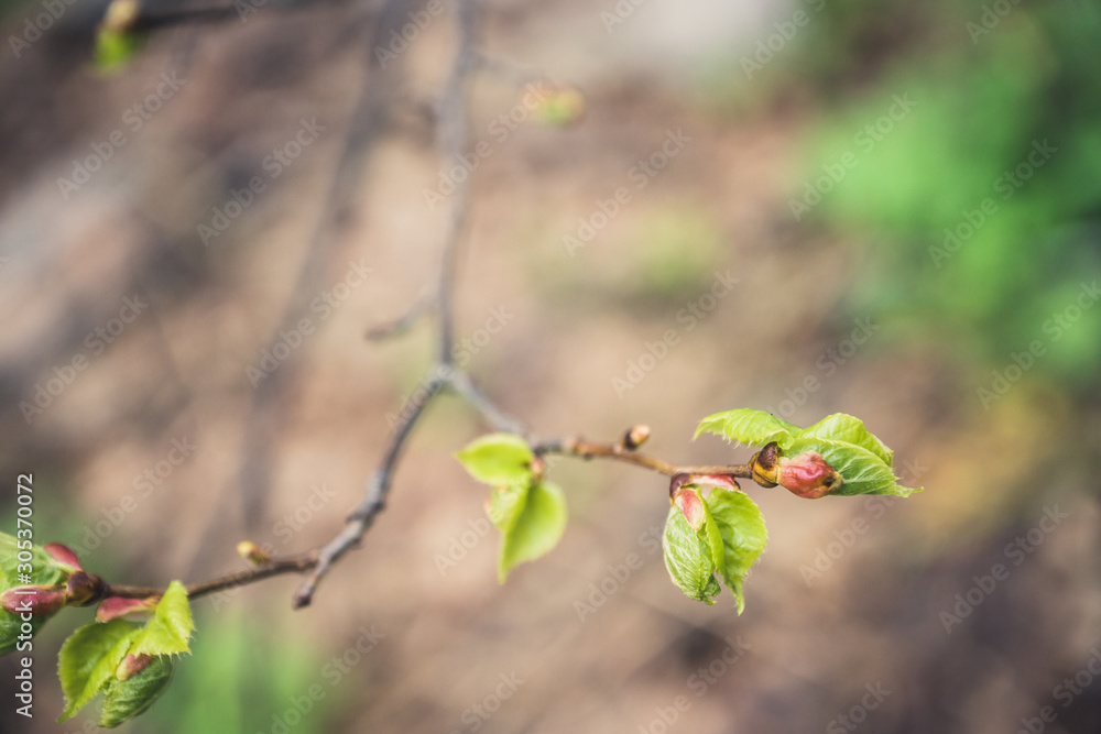 Linden (Tilia) branches with new leaves in the garden. Selective focus. Linden (Tilia) branches with new leaves in the garden. Selective focus.