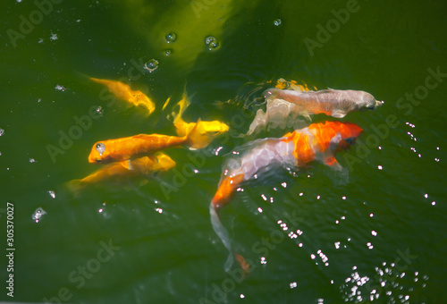 Goldfish swim under the water. © olgarealist