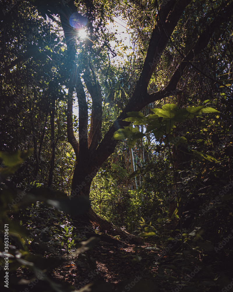 Obraz premium morning in the jungle