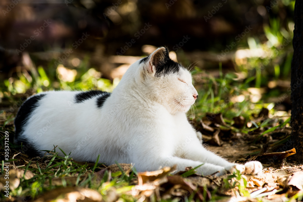 昼寝猫 昼寝猫