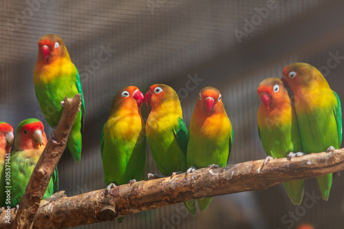 Lovebirds parrots in the zoo