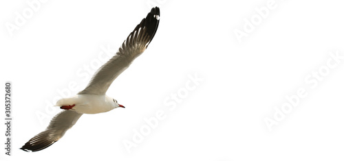 Close up isolated seagull spread its wings beautifully on white background,Seagull flying,View from below