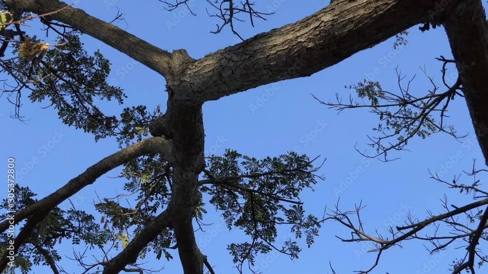 Big tree with blue sky , A beautiful nature Big tree with blue sky , A beautiful nature