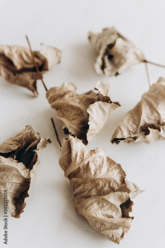 Fototapeta premium dry leaves autumn symbol isolated empty place