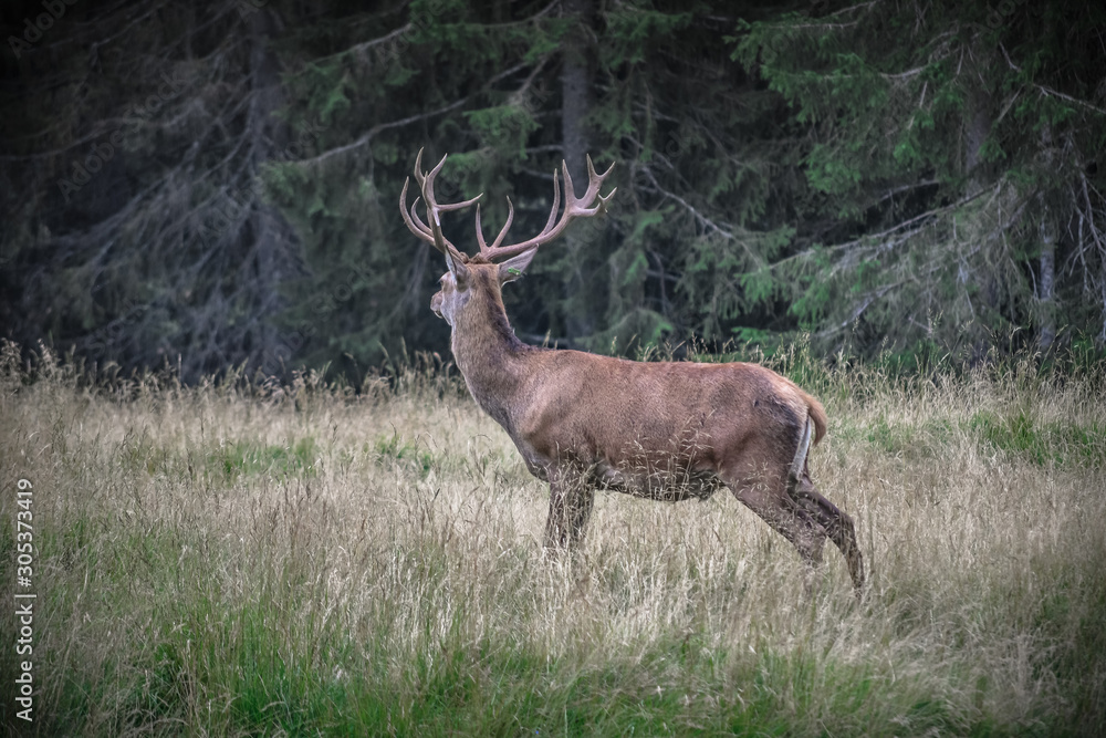 Deers in the forest Deers in the forest