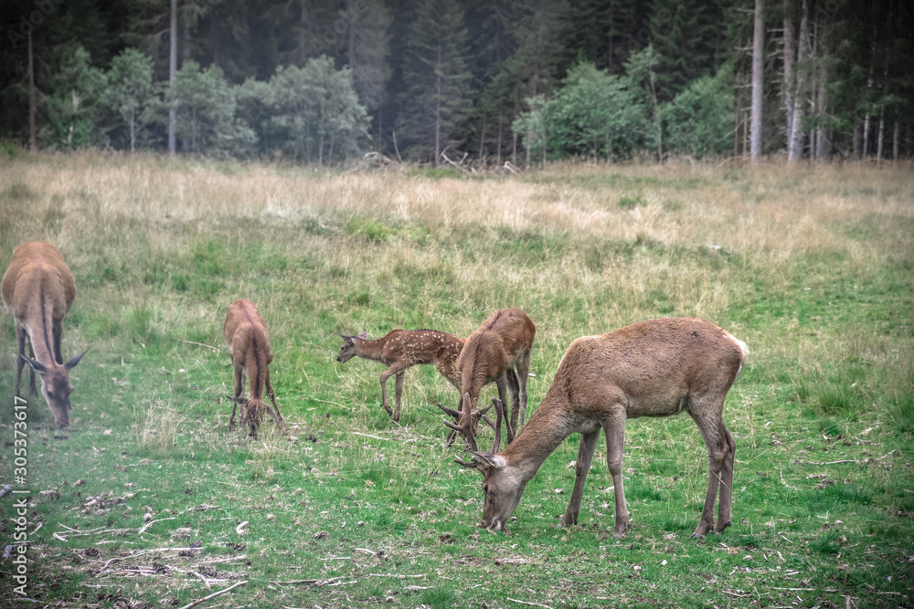 Deers in the forest Deers in the forest