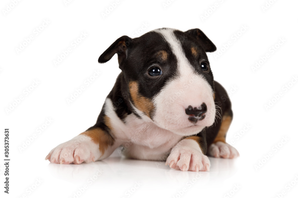 Miniature Bull Terrier puppy lying on a white background