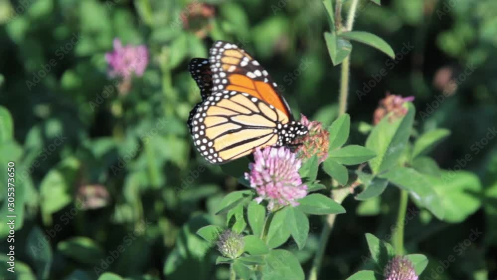 Handheld, closeup shot of a monarch butterfly getting pollen from a red clover flower on a summer day on an organic farm. Handheld, closeup shot of a monarch butterfly getting pollen from a red clover flower on a summer day on an organic farm.