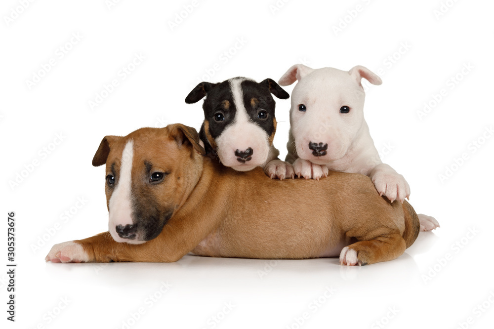Three brother Miniature Bull Terrier puppies of different colors