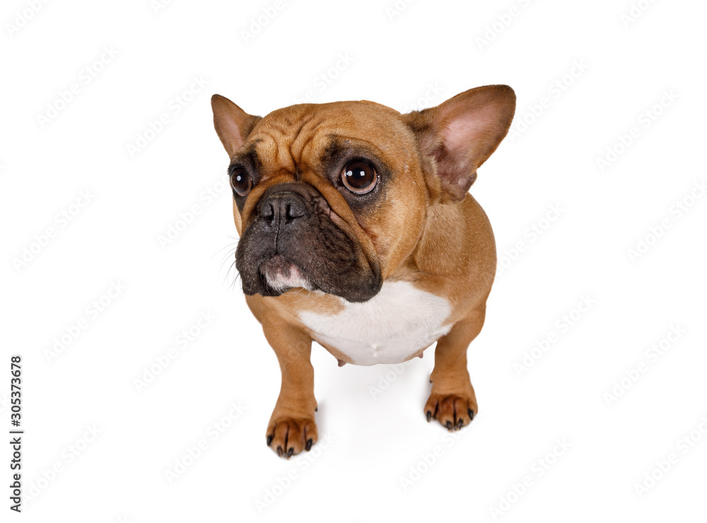 Portrait of French bulldog