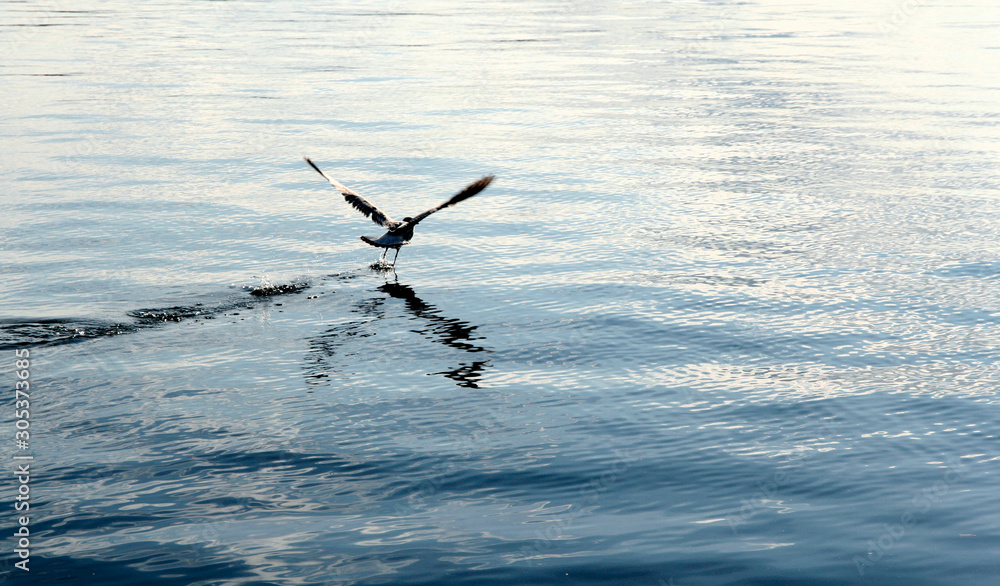 Seagull flying over Lake Vattern, Sweden