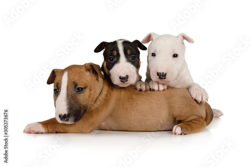 Print op canvas Three brother Miniature Bull Terrier puppies of different colors