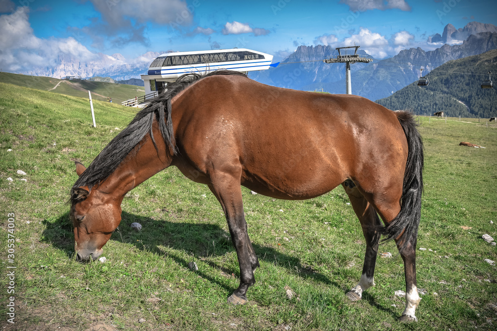 Obraz premium horse in the field