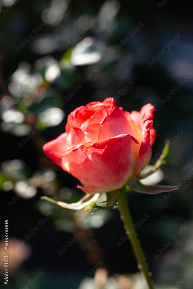 Obraz premium Beautiful rose as background picture. Chrysanthemum wallpaper, chrysanthemums in autumn.